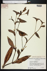 Tradescantia pallida image