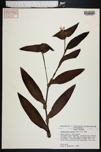 Tradescantia pallida image