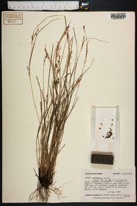 Carex amblyorhyncha image