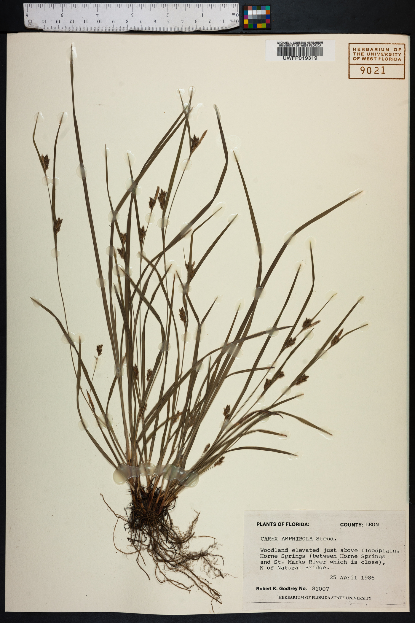 Carex amblyorhyncha image