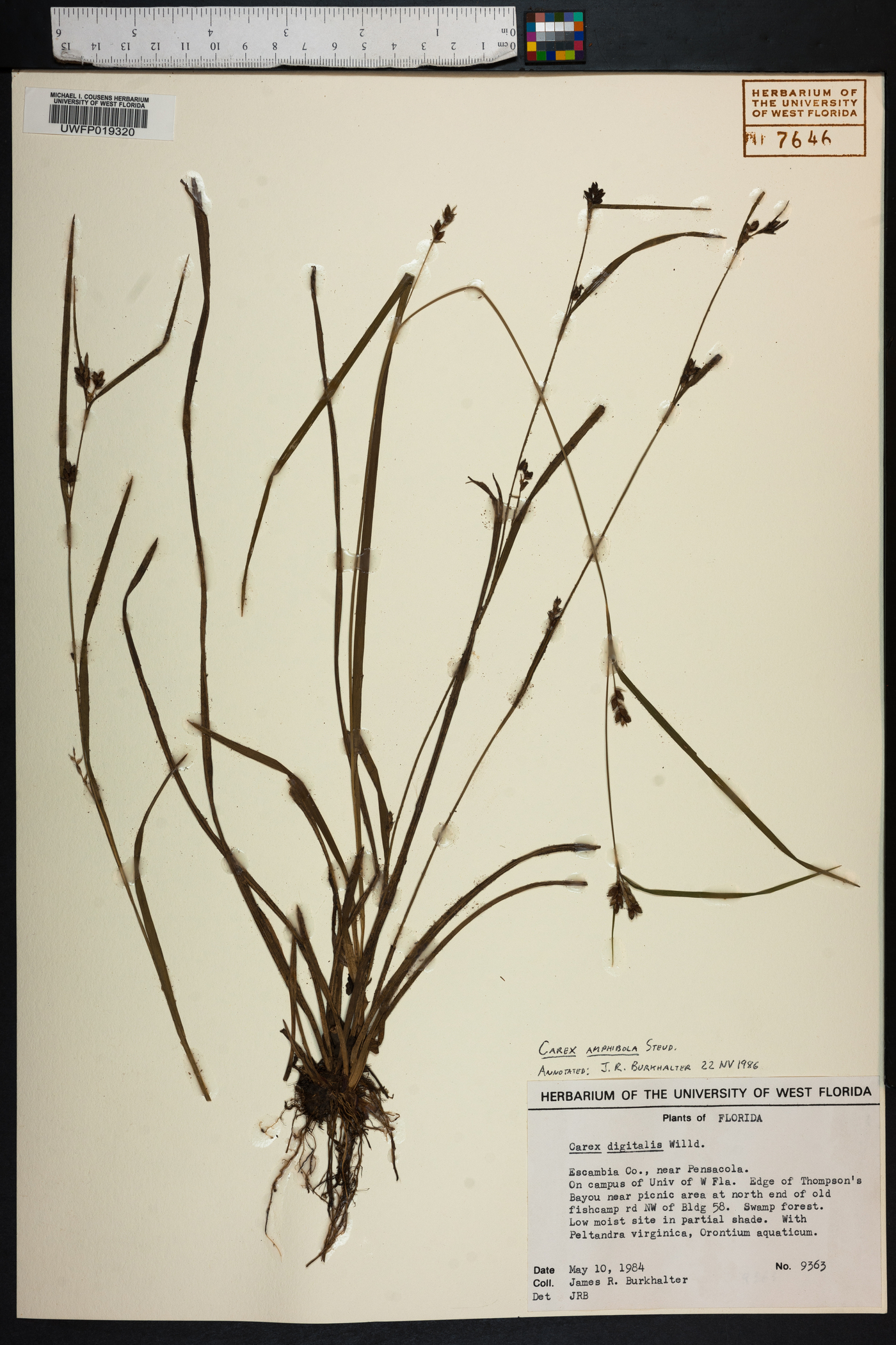 Carex amblyorhyncha image