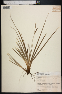 Carex baltzellii image