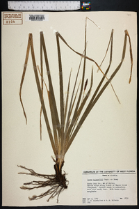 Carex baltzellii image