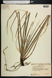 Carex baltzellii image