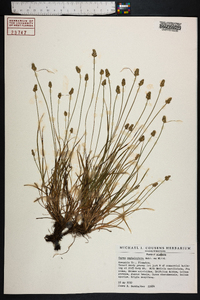 Carex cephalantha image