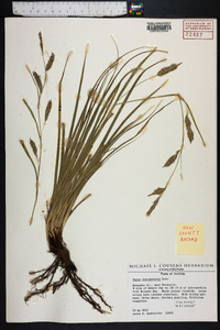 Carex cherokeensis image