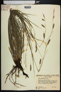 Carex cherokeensis image