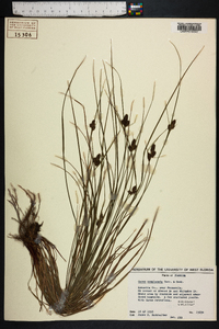 Carex complanata image