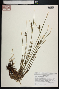 Carex complanata image