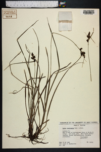 Carex complanata image