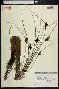 Carex complanata image