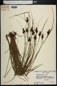 Carex complanata image