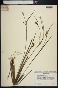 Carex crebriflora image