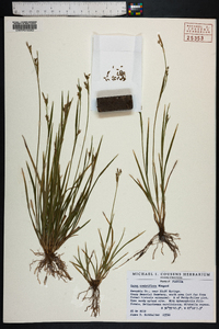 Carex crebriflora image