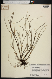 Carex dasycarpa image