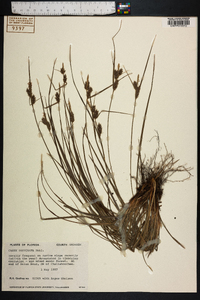 Carex dasycarpa image