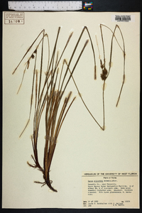 Carex elliottii image