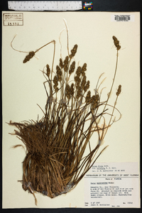 Carex fissa image