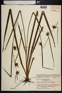 Carex folliculata image