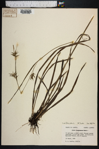 Carex folliculata image