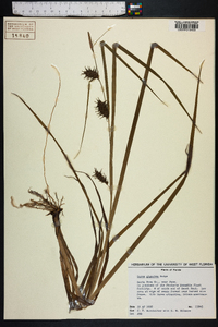 Carex gigantea image