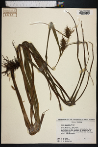 Carex gigantea image