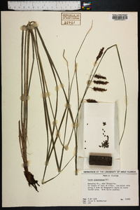 Carex glaucescens image