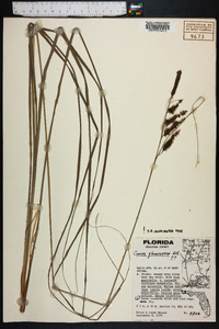 Carex glaucescens image