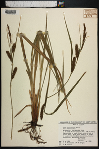 Carex hyalinolepis image