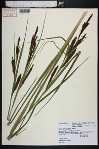 Carex hyalinolepis image