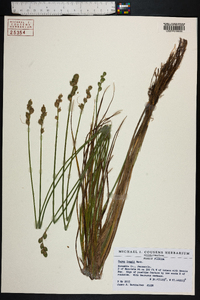 Carex longii image