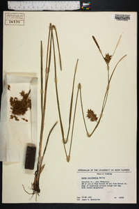 Carex louisianica image