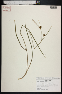 Carex louisianica image