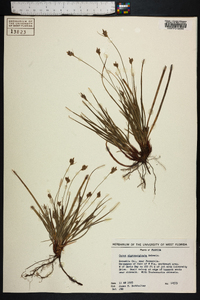 Carex nigromarginata image