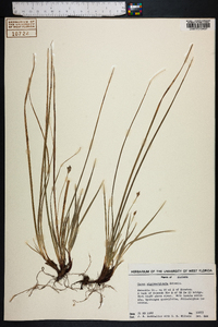 Carex nigromarginata image