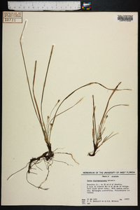 Carex nigromarginata image