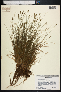 Carex retroflexa image