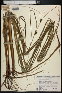 Carex striata image