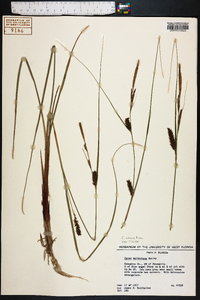 Carex striata image