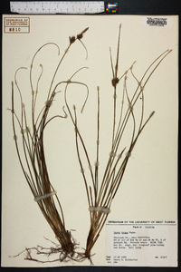Carex tenax image