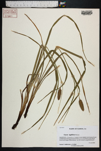 Carex typhina image