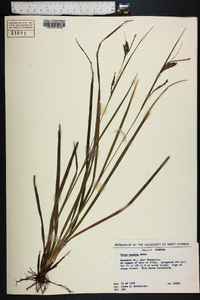 Carex venusta image