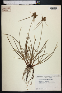 Cyperus aggregatus image