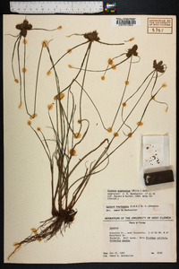 Cyperus aggregatus image