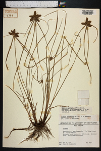 Cyperus aggregatus image