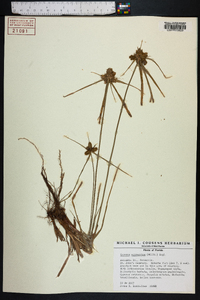 Cyperus aggregatus image