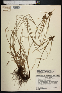 Cyperus aggregatus image