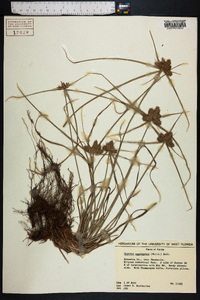 Cyperus aggregatus image