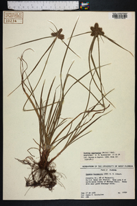 Cyperus aggregatus image