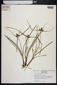 Cyperus aggregatus image